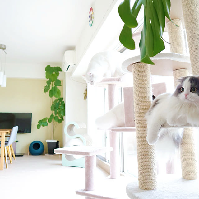 キャットタワー/リビングのインテリア実例 - 2019-07-20 17:02:12