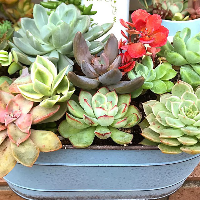 **yuu**さんの実例写真