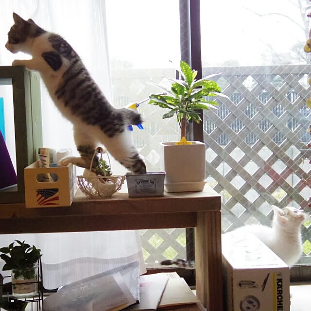 pochiageさんの実例写真