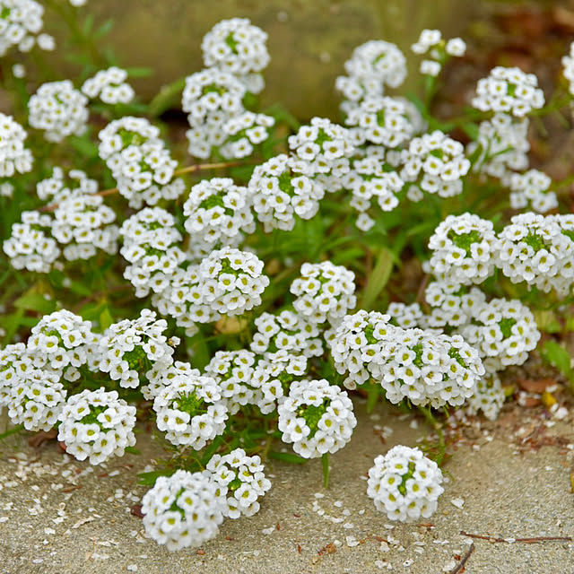 mikigumaさんの部屋