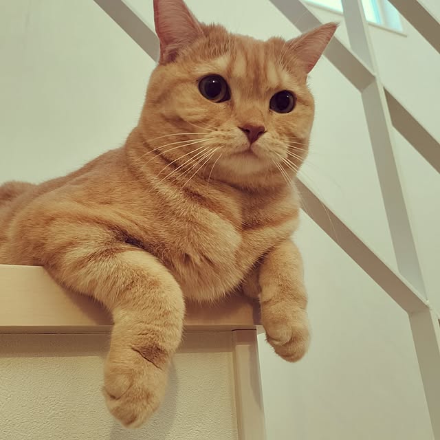 ayumiさんの実例写真