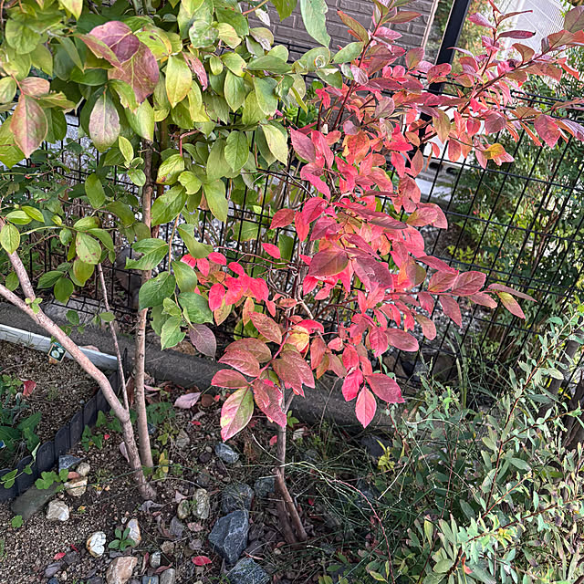 applepieさんの部屋