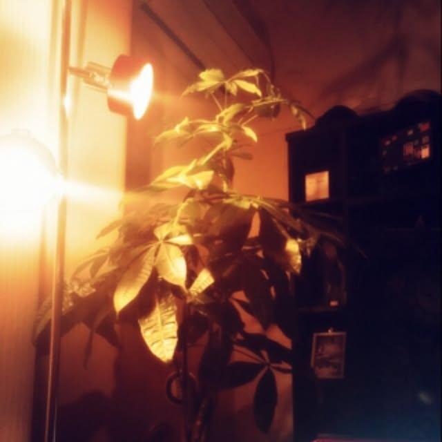 リビング/観葉植物/照明のインテリア実例 - 2015-11-08 00:20:37