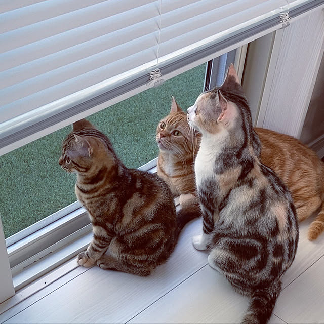 mikkumikuさんの実例写真