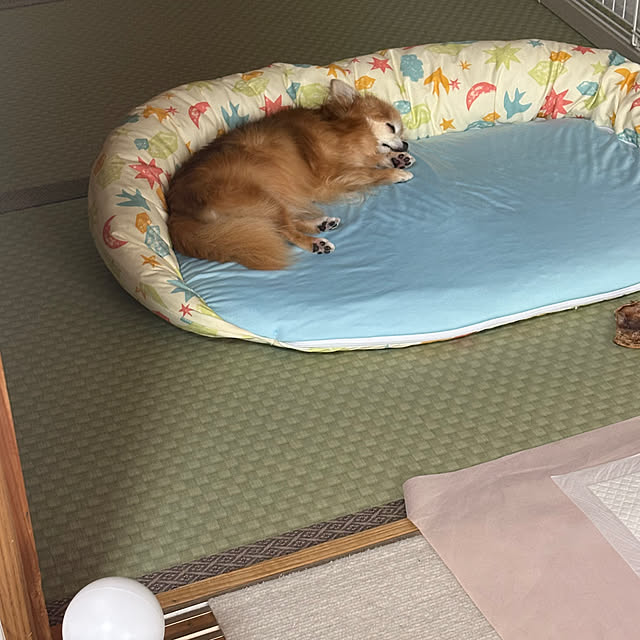 koroさんの部屋