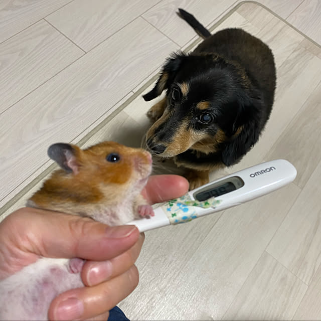 ohanaさんの実例写真