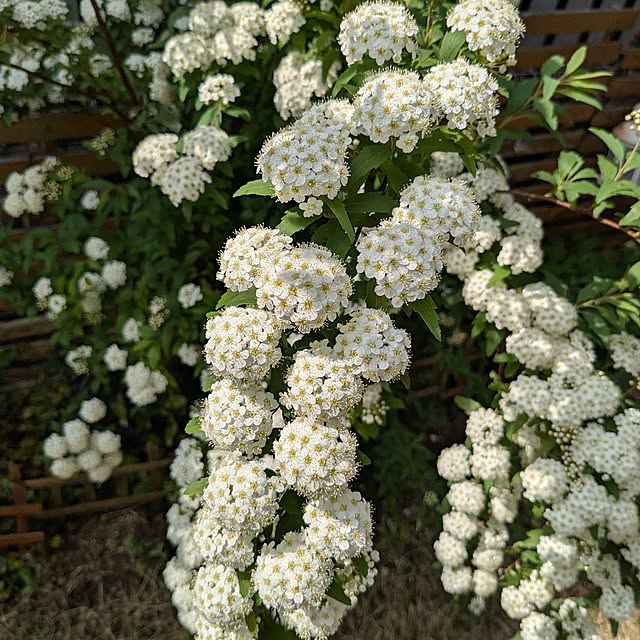 mofukoさんの部屋