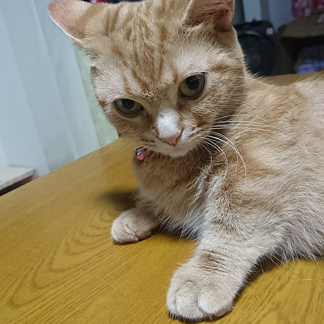 shinobuさんの実例写真