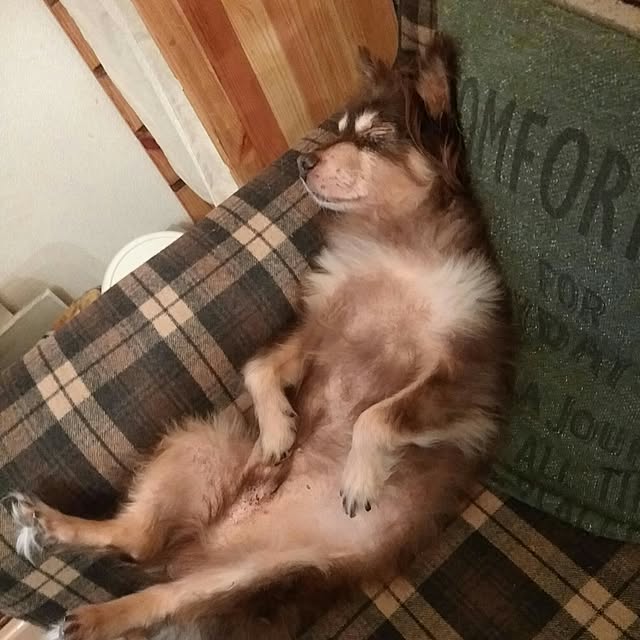 tomominさんの実例写真