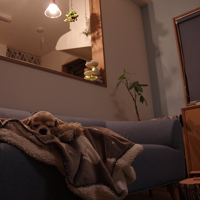 Shooowkoさんの実例写真