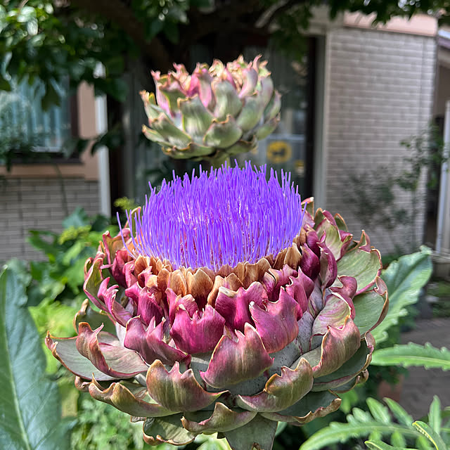 botanさんの実例写真