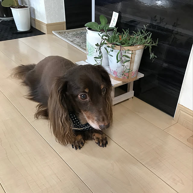 fuuさんの実例写真