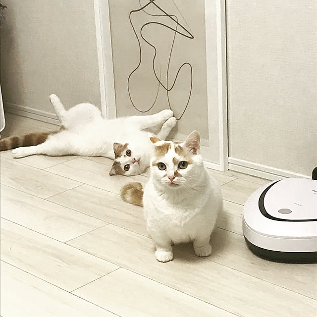 cota_toさんの実例写真
