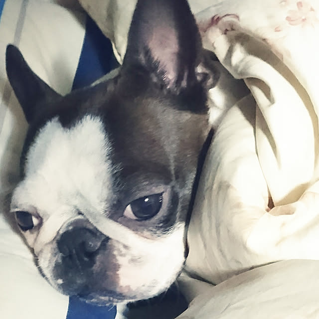 maiさんの実例写真