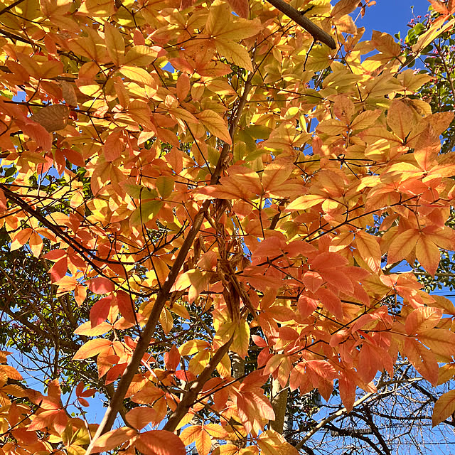 tomorinさんの部屋