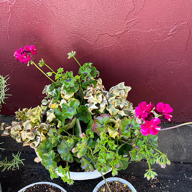 AYUKOさんの実例写真