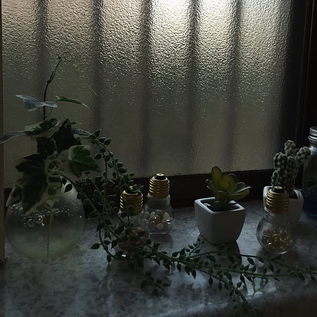 キッチン/雑貨/多肉植物のインテリア実例 - 2016-01-25 16:52:53