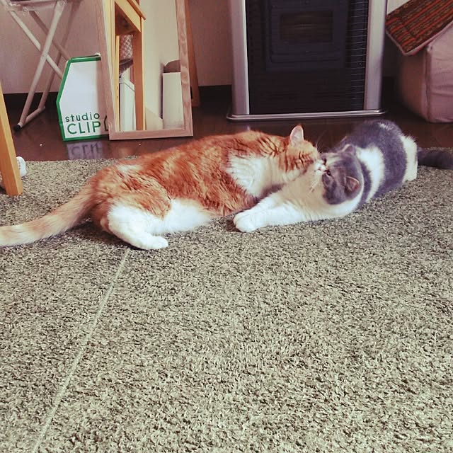 otoさんの実例写真