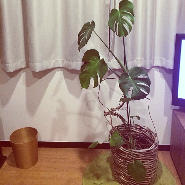 リビング/植物のインテリア実例 - 2014-03-03 16:59:02