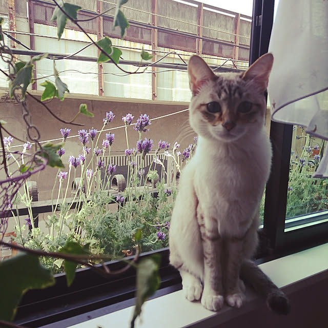 poniさんの実例写真