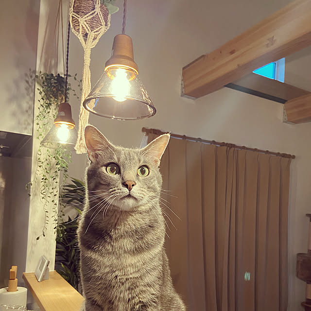 scottieeさんの実例写真