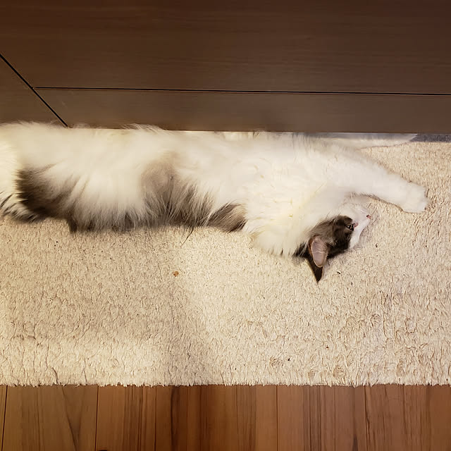 mofさんの実例写真