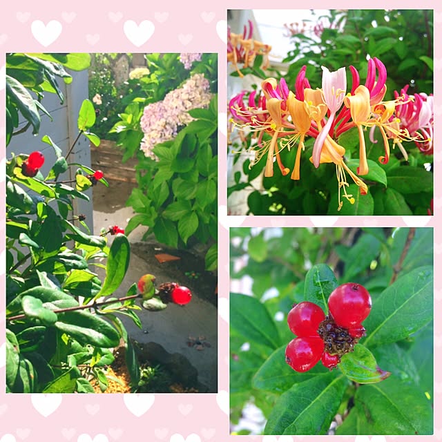 HappyRoseさんの実例写真