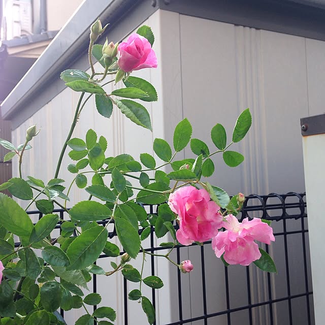 angelrose.yuuさんの実例写真