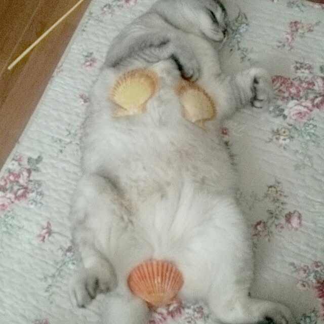 tamacharouさんの実例写真