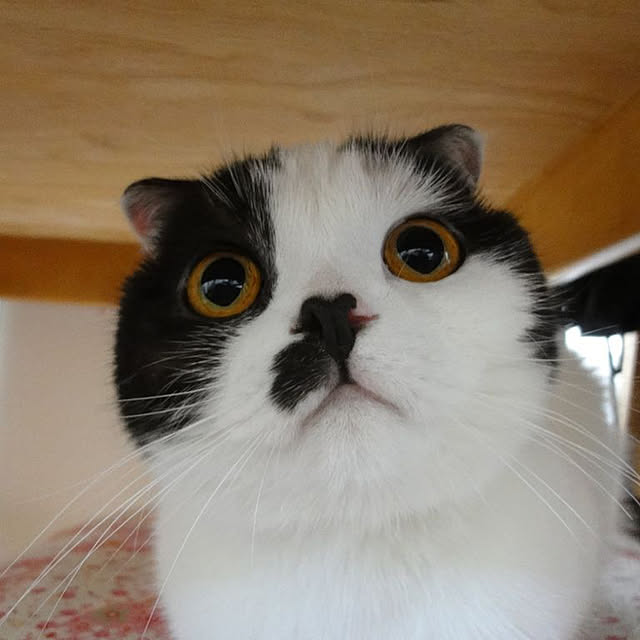 pinaminさんの実例写真