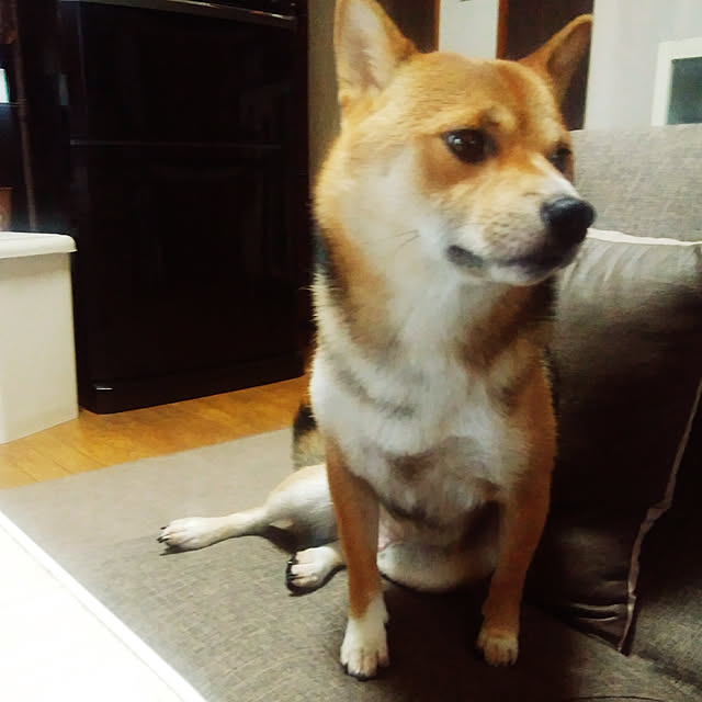 mameさんの実例写真