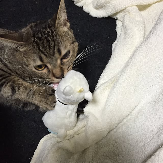 catwomanさんの実例写真
