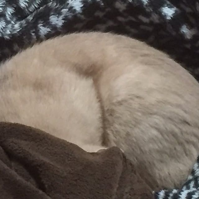mikan161さんの実例写真