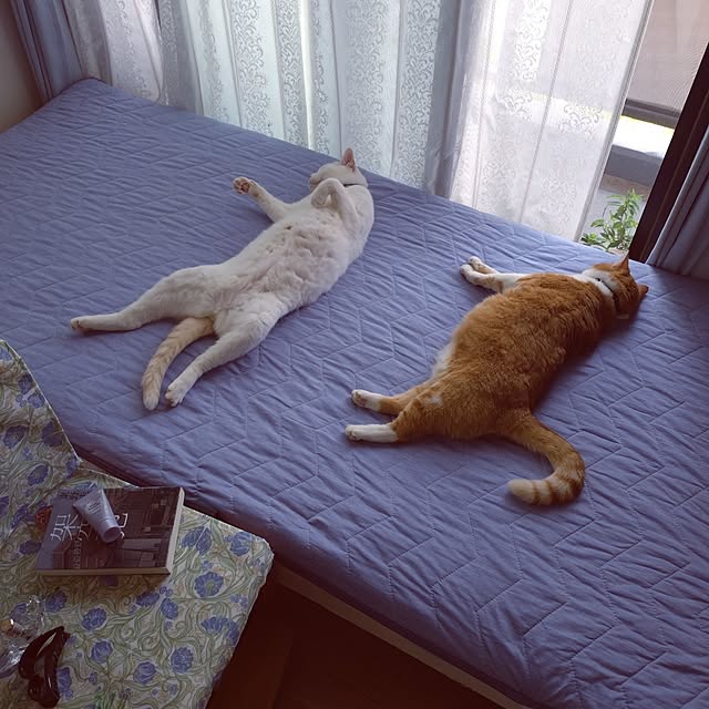 NOAHさんの実例写真