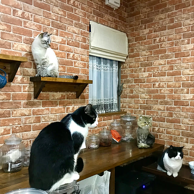 butachanさんの実例写真