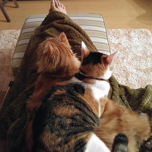 l..tomesanさんの実例写真
