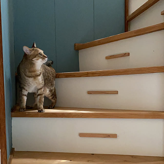 maluさんの実例写真