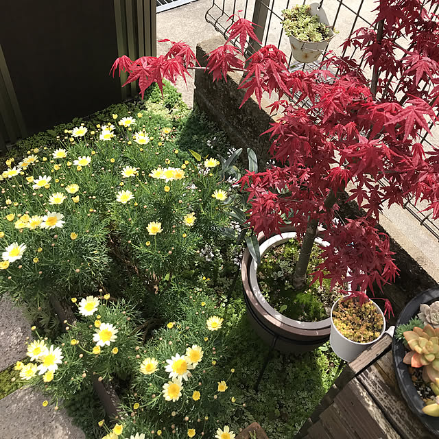 Kanaさんの実例写真
