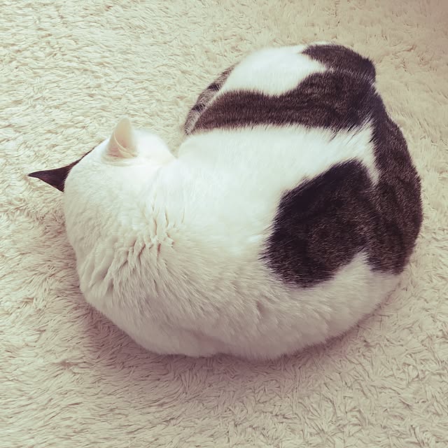 coedodecoさんの実例写真