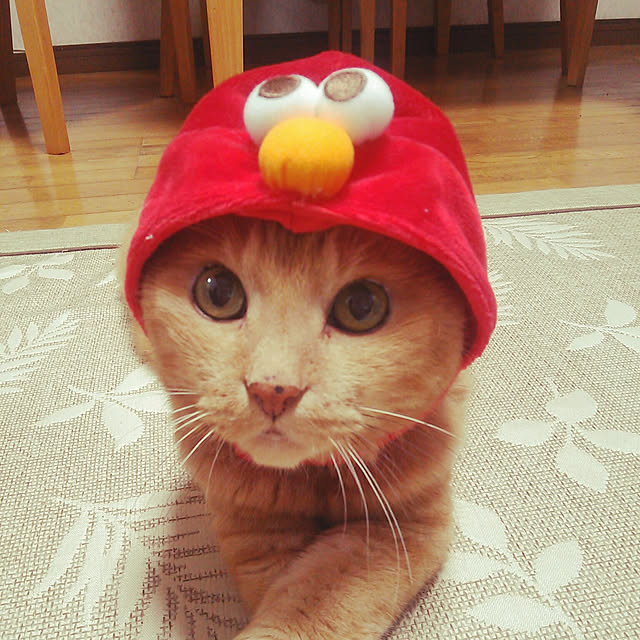 kokomiさんの実例写真