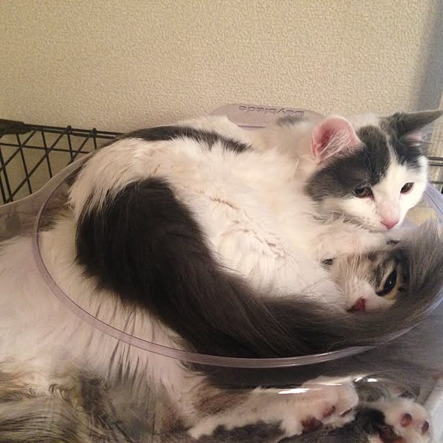 実例写真