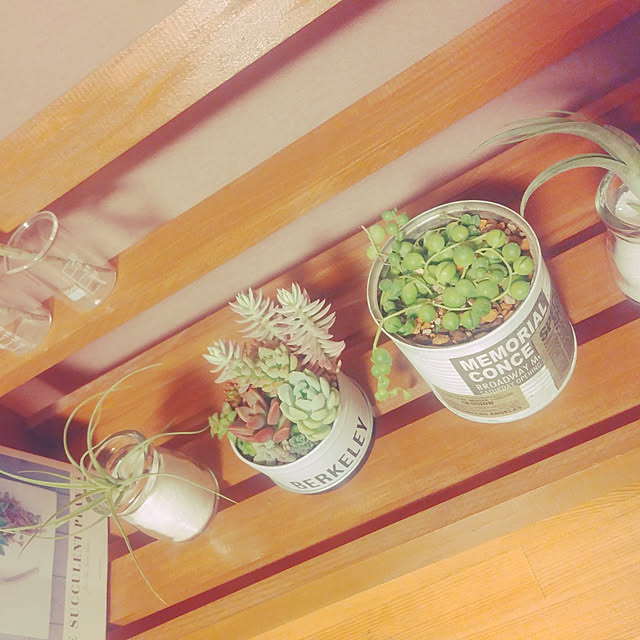 棚/多肉植物/DIY/セリア/ダイソー...などのインテリア実例 - 2020-06-02 23:03:02