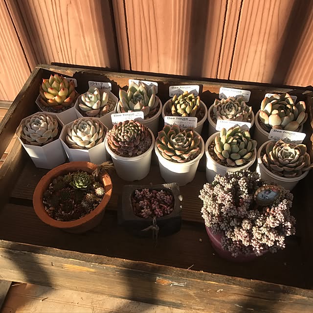 miniさんの実例写真