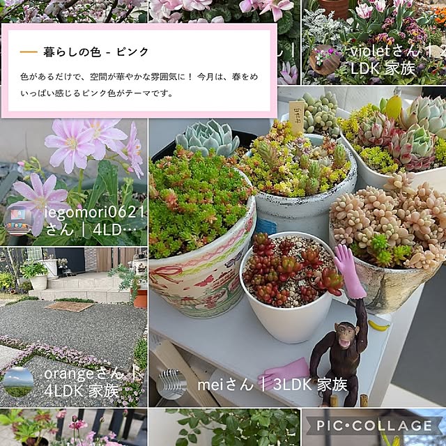 棚/ガーデン雑貨/多肉植物/植え替え/寄せ植え...などのインテリア実例 - 2025-06-01 11:53:10