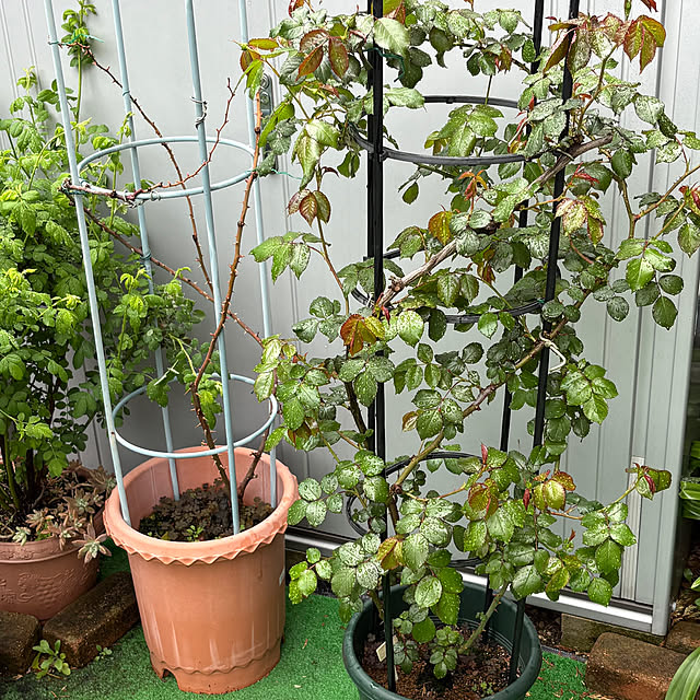 nannoさんの部屋