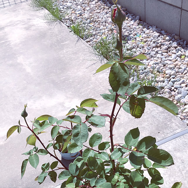 hideさんの実例写真