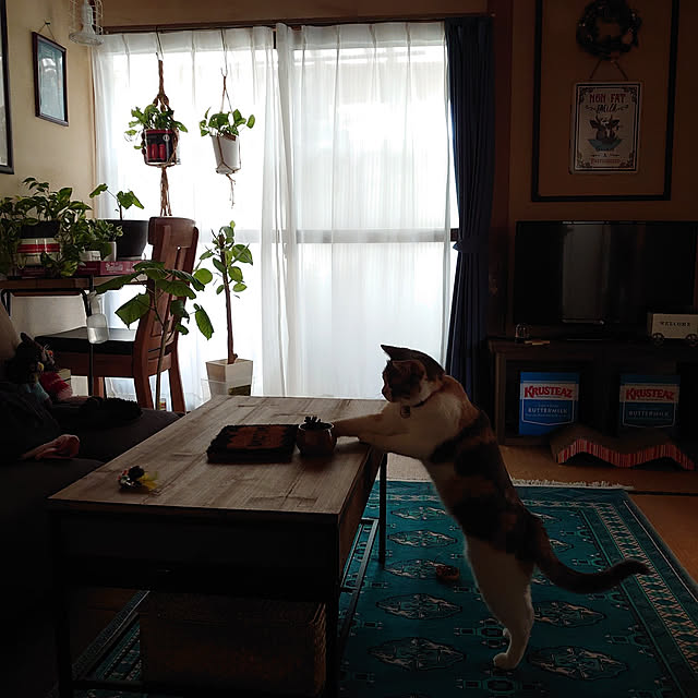 fukuさんの実例写真
