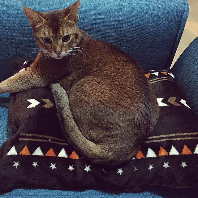 nenecoさんの実例写真