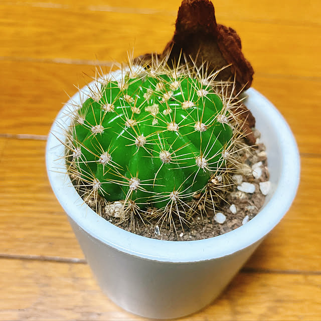 kuwachanさんの実例写真