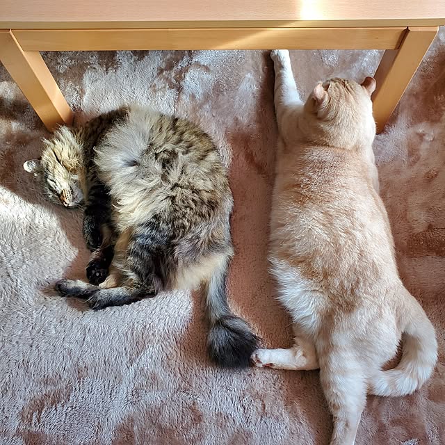 makoさんの実例写真